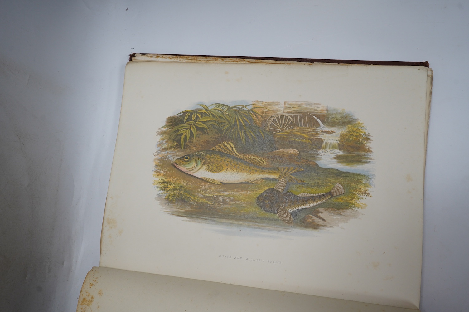 Houghton, Rev. W. - British Freshwater Fishes. 2 vols. 41 coloured plates (by A.F. Lydon) in naturalistic settings and engraved text illus.; original gilt pictorial and black decorated cloth, ge., folio. (1879)